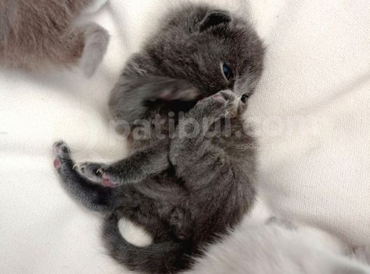 Mükemmel Kalite Scottish Fold Yavrumuz görsel