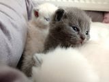 Mükemmel Kalite Scottish Fold Yavrumuz
