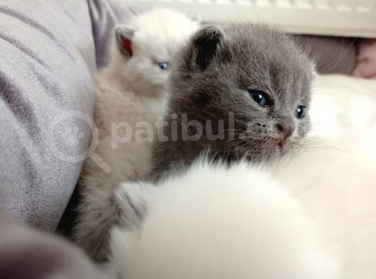Mükemmel Kalite Scottish Fold Yavrumuz görsel