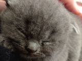 Mükemmel Kalite Scottish Fold Yavrumuz