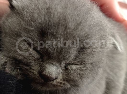 Mükemmel Kalite Scottish Fold Yavrumuz görsel