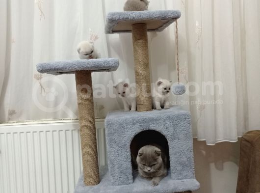 Mükemmel Kalite Blue Point Yavrumuz görsel