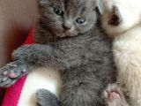 Mükemmel Kalite Scottish Fold Yavrumuz