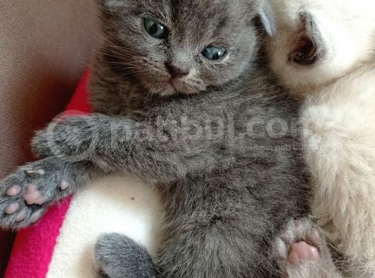 Mükemmel Kalite Scottish Fold Yavrumuz görsel