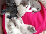 Mükemmel Kalite Scottish Fold Yavrumuz