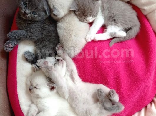Mükemmel Kalite Scottish Fold Yavrumuz görsel