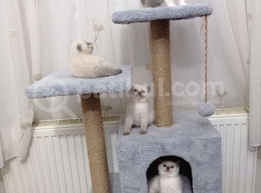 Mükemmel Kalite Blue Point Yavrumuz görsel