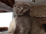 Mükemmel Kalite Scottish Fold Yavrumuz