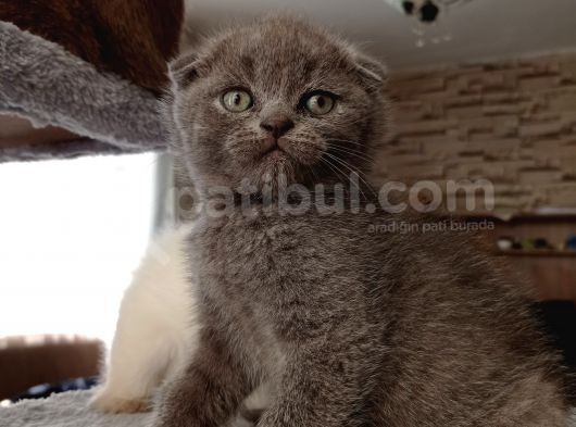 Mükemmel Kalite Scottish Fold Yavrumuz görsel