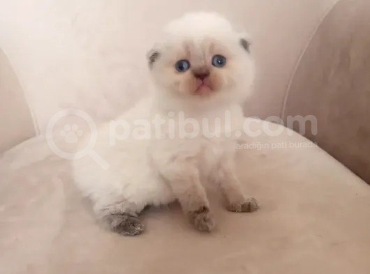 Şecereli Anne Babanın Yavruları görsel