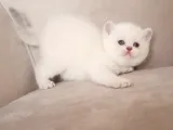 Şecereli Anne Babanın Yavruları