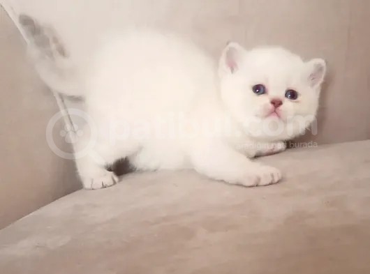 Şecereli Anne Babanın Yavruları görsel