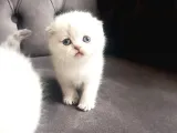 Şecereli Anne Babanın Yavruları