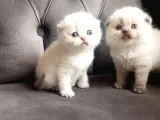 Şecereli Anne Babanın Yavruları