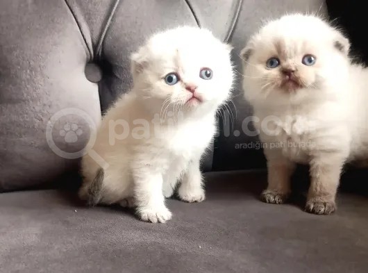 Şecereli Anne Babanın Yavruları görsel