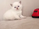 Şecereli Anne Babanın Yavruları