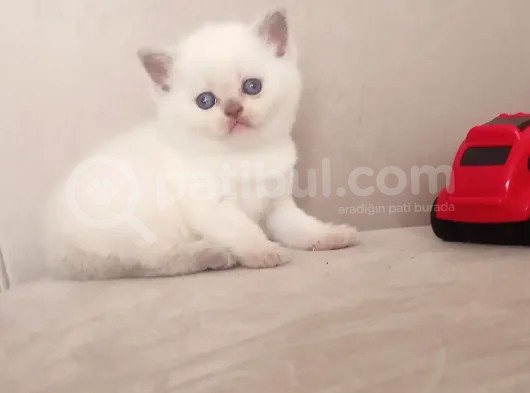 Şecereli Anne Babanın Yavruları görsel
