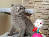 Mükemmel kalite Scottish Fold yavrumuz