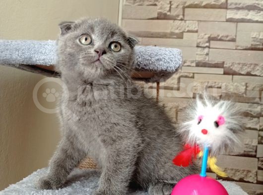 Mükemmel Kalite Scottish Fold Yavrumuz