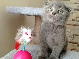 Mükemmel Kalite Scottish Fold Yavrumuz