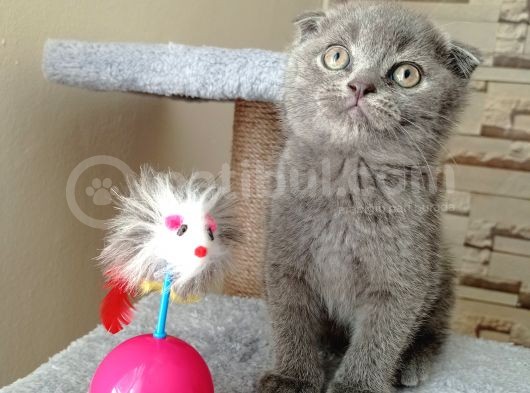 Mükemmel Kalite Scottish Fold Yavrumuz görsel