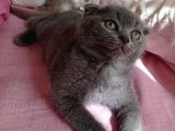 Mükemmel Kalite Scottish Fold Yavrumuz