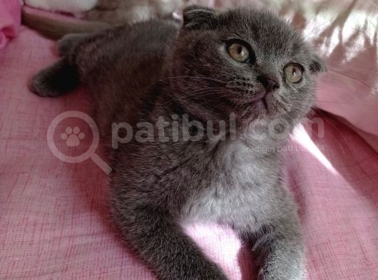 Mükemmel Kalite Scottish Fold Yavrumuz görsel