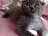 Mükemmel Kalite Scottish Fold Yavrumuz