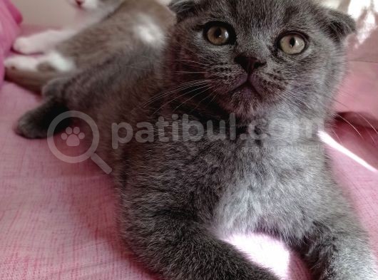 Mükemmel Kalite Scottish Fold Yavrumuz görsel