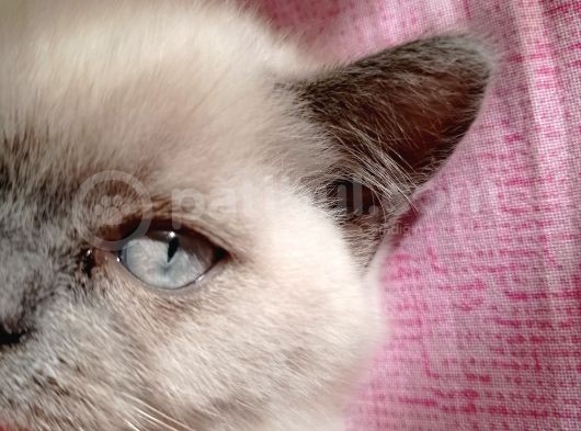 Mükemmel Kalite Blue Point Yavrumuz görsel