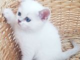 Scottish Fold Ve Straight Yavrular
