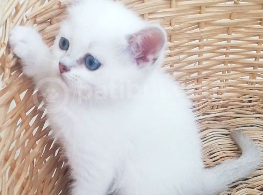 Scottish Fold Ve Straight Yavrular görsel
