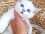 Scottish Fold Ve Straight Yavrular