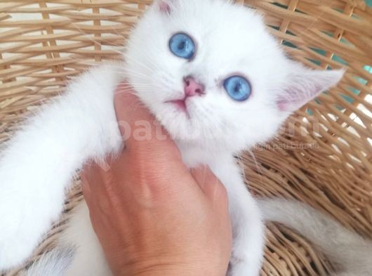 Scottish Fold Ve Straight Yavrular görsel