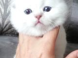 Scottish Fold Ve Straight Yavrular