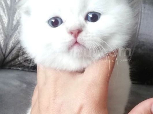 Scottish Fold Ve Straight Yavrular görsel