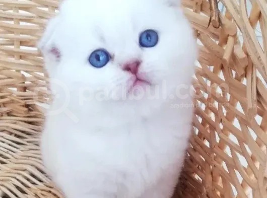 Scottish Fold Ve Straight Yavrular görsel