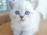 Scottish Fold Ve Straight Yavrular