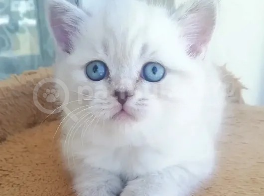 Scottish Fold Ve Straight Yavrular görsel