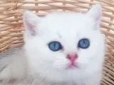 Scottish Fold Ve Straight Yavrular