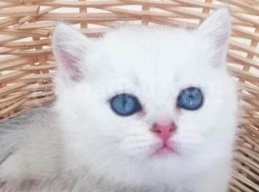 Scottish Fold Ve Straight Yavrular görsel