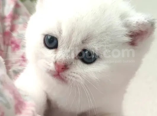 Scottish Fold Ve Straight Yavrular görsel