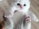 Scottish Fold Ve Straight Yavrular