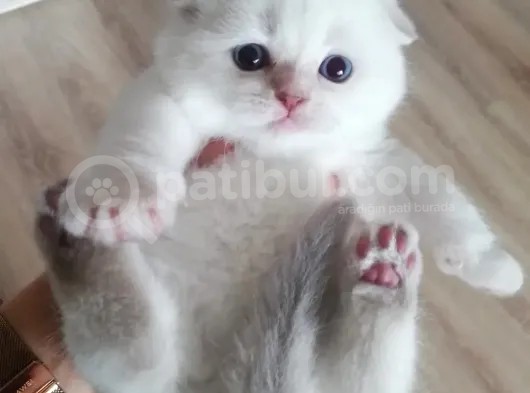 Scottish Fold Ve Straight Yavrular görsel
