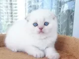 Scottish Fold ve Straight Yavrular
