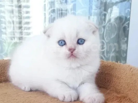 Scottish Fold Ve Straight Yavrular