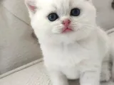 Scottish Fold Ve Straight Yavrular