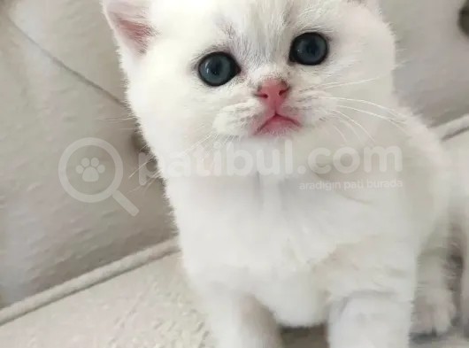 Scottish Fold Ve Straight Yavrular görsel