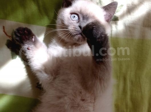 Mükemmel Kalite Blue Point Yavrumuz görsel