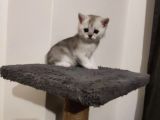 Muhteşem Tatlılıkta Safkan Scottish Fold ve British Yavrular